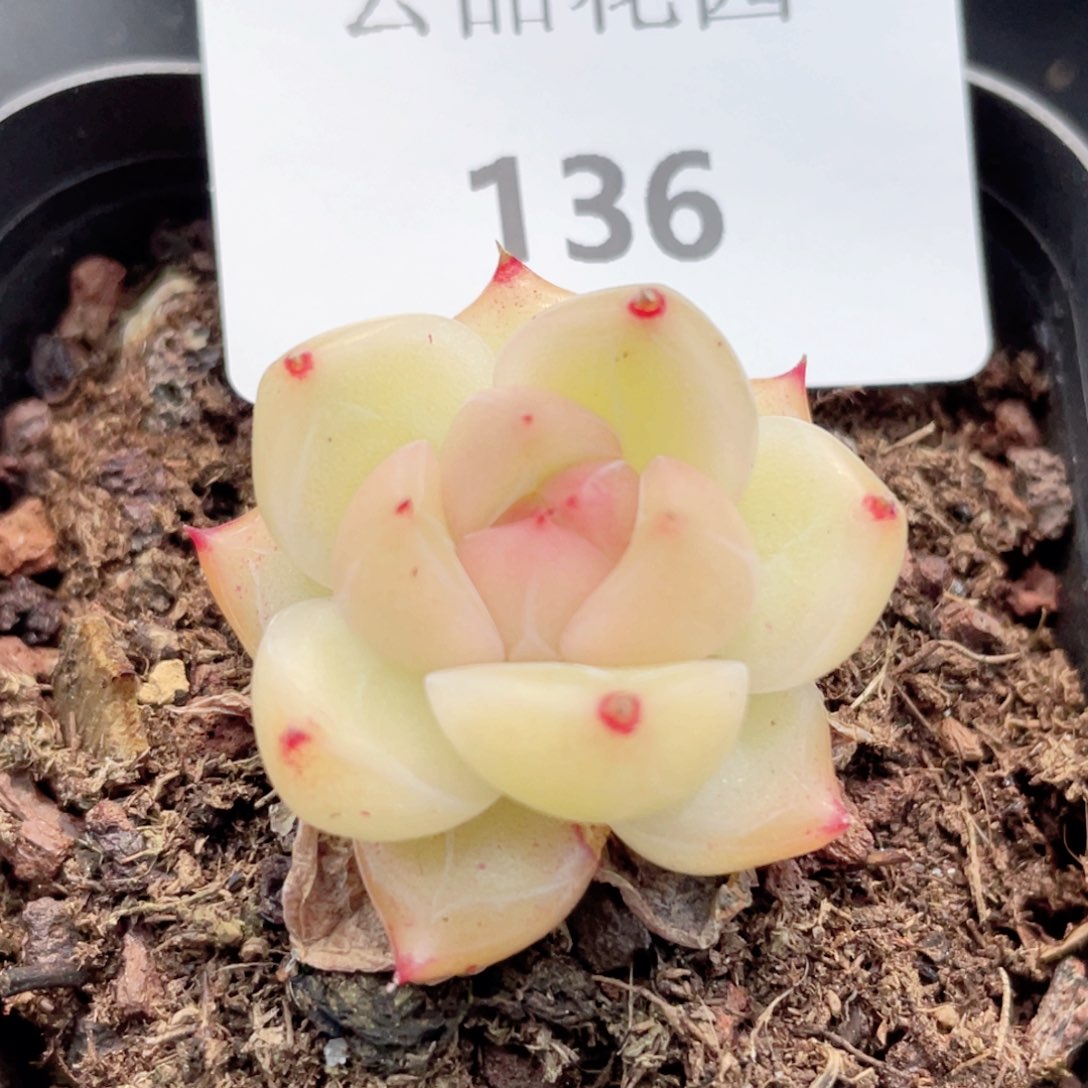 136号糖心冰心珍妮