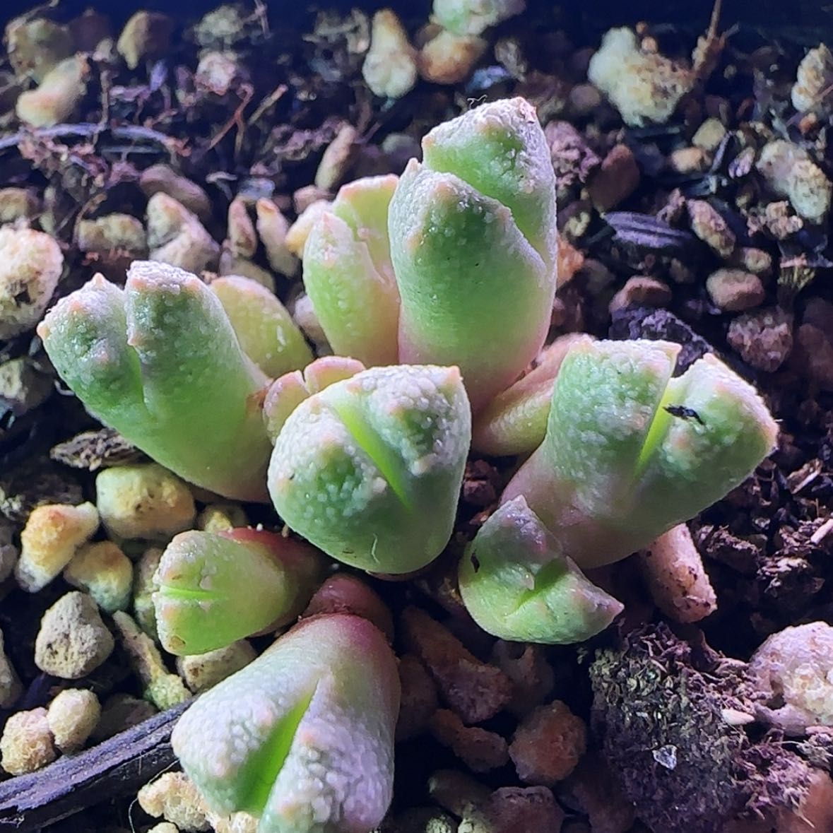 【闪购商品】哥斯拉12头群生母本