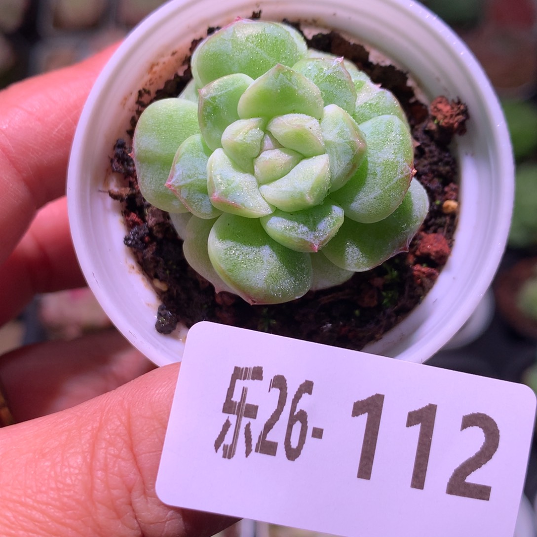 乐然26-112 珍妮新品 