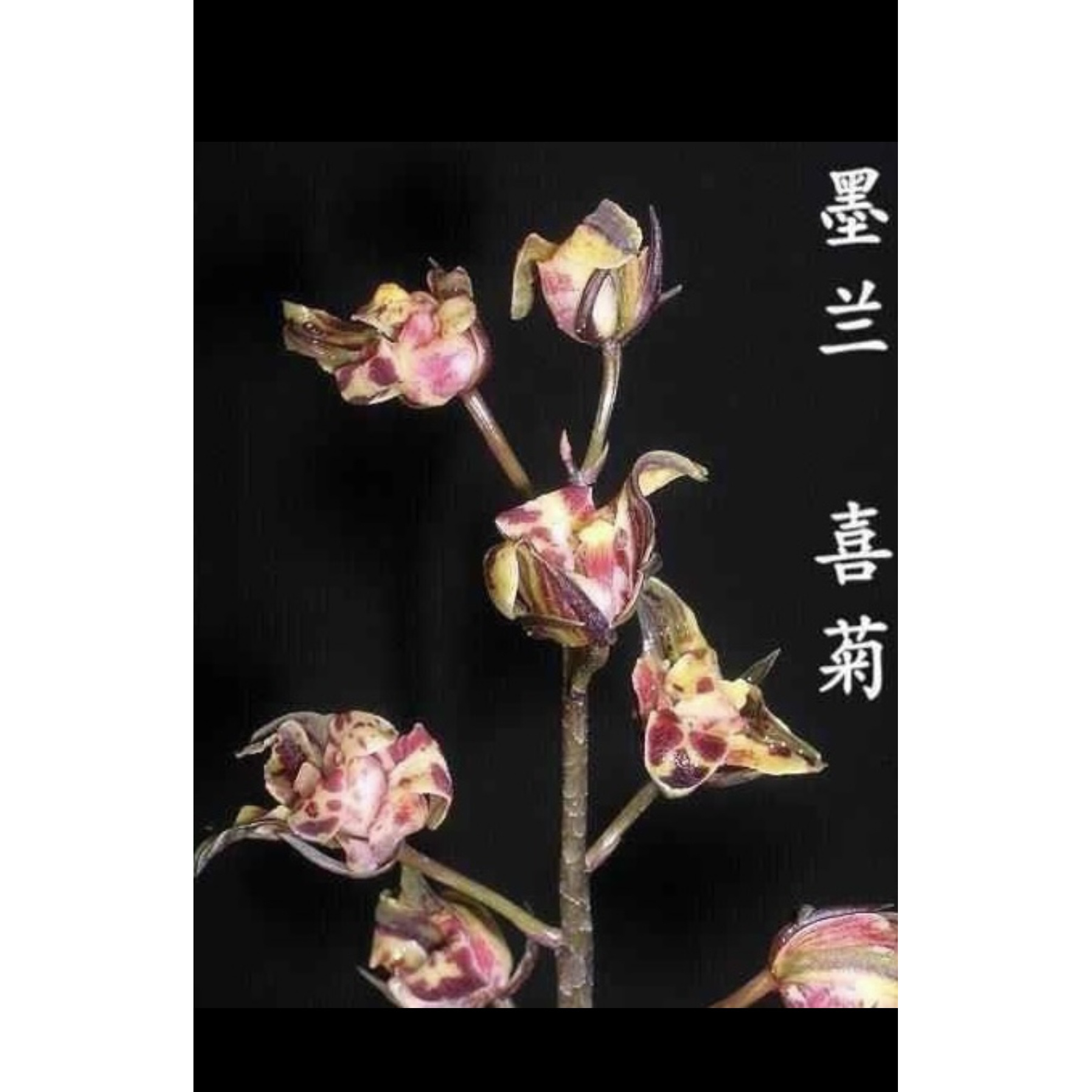 【喜菊】秋榜名品 老种2苗 花开浓香 对版兰花墨兰兰花