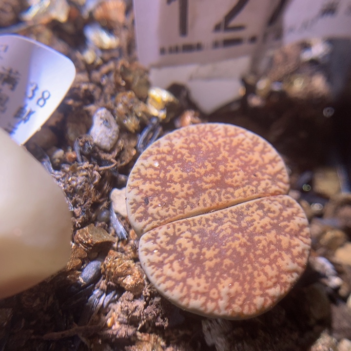 精品生石花215.127