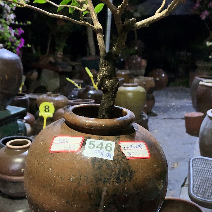 颈饰玻璃妖*?000546