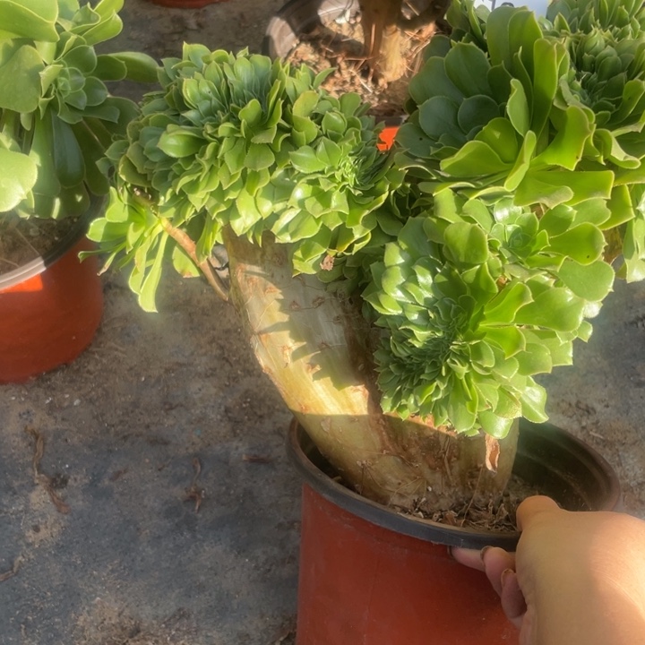 1110，绿羊绒缀包邮