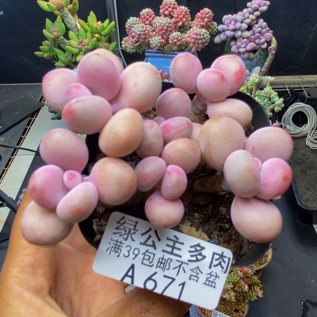 671糖果桃蛋多肉5c m