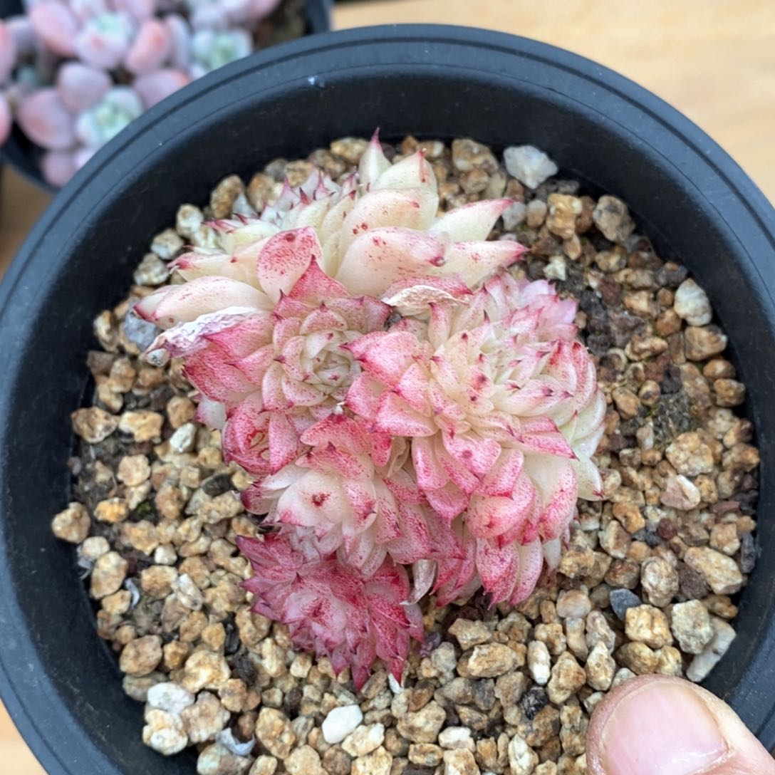 精品多肉一物一拍不包整154