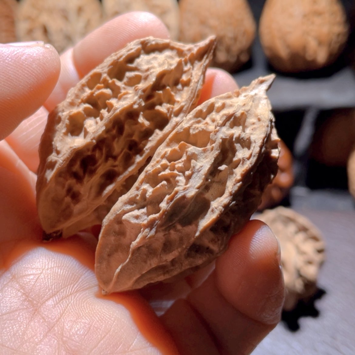【闪购商品】文玩核桃把件东北楸子15