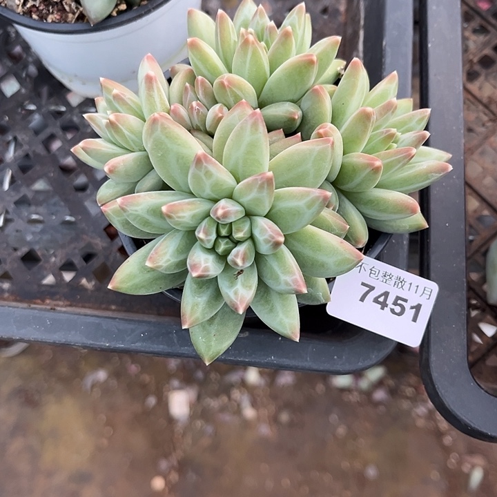 阿雅园艺。         7451