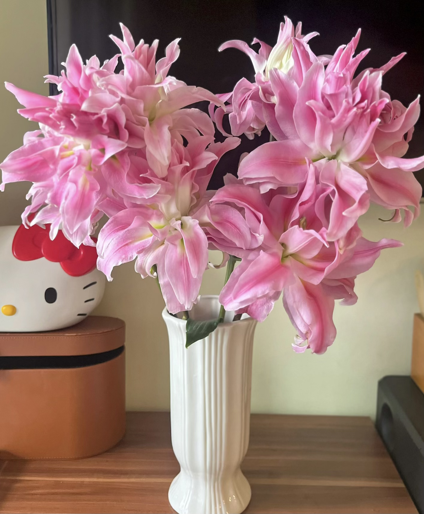 【花好月圆】红丝带重瓣百合花（子弹头花包品种，花型美如风）
