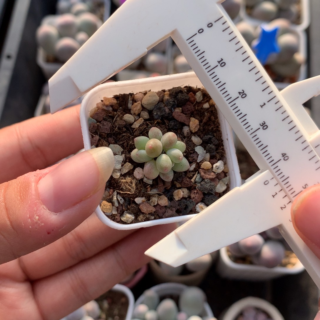 小腮红奶酪多肉植物