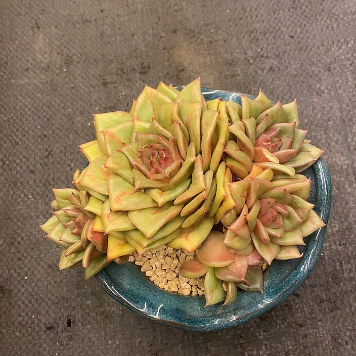 随***子多肉植物肉肉植物