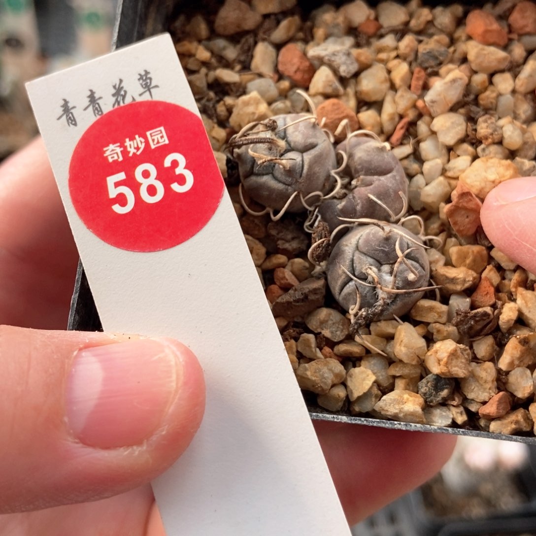 乌丸娇丽群有小疤