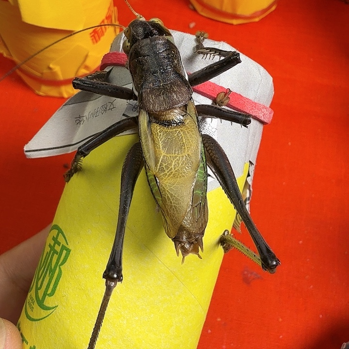 蟋蟀哈哈哈哈哈哈哈哈哈