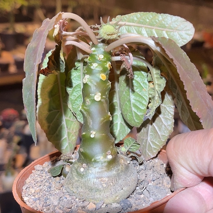 满38包邮2天凑单，脱土晾根发货多肉植物