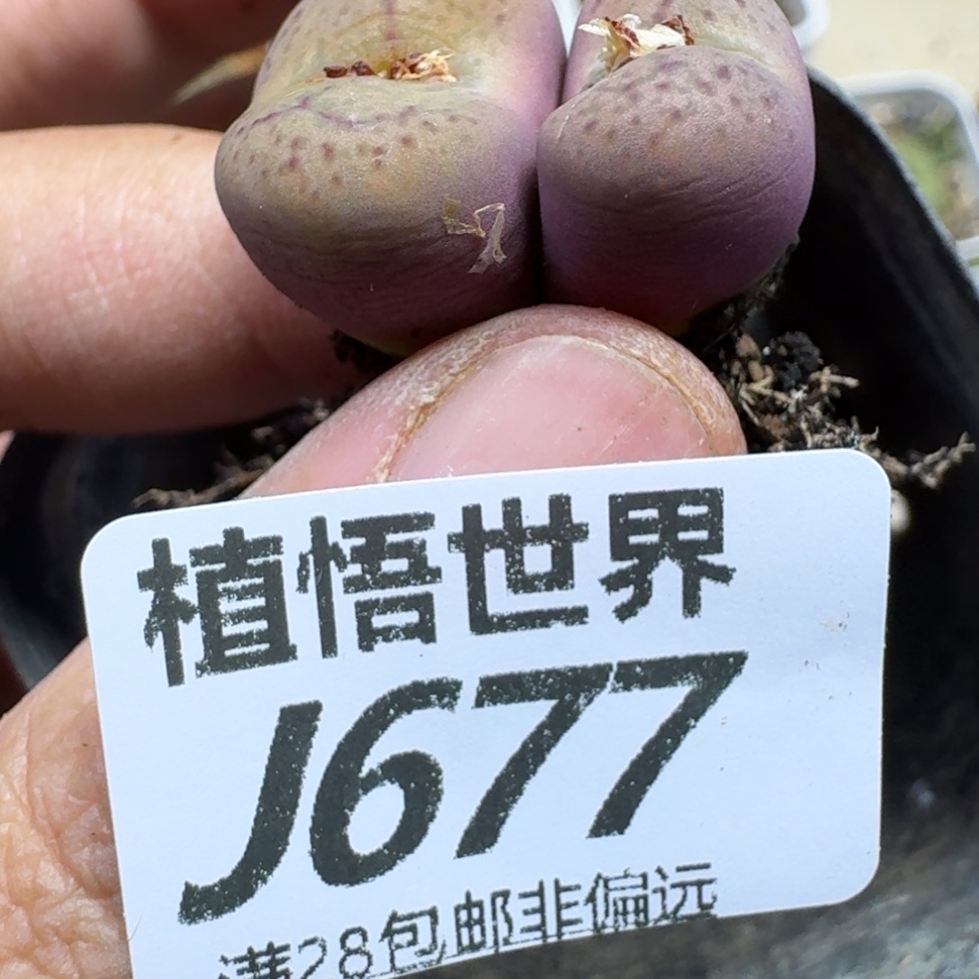 多肉植物的人啊fgh