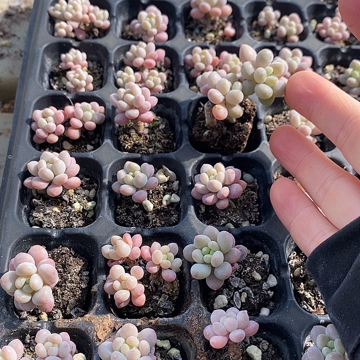 26 多肉植物盆栽花卉