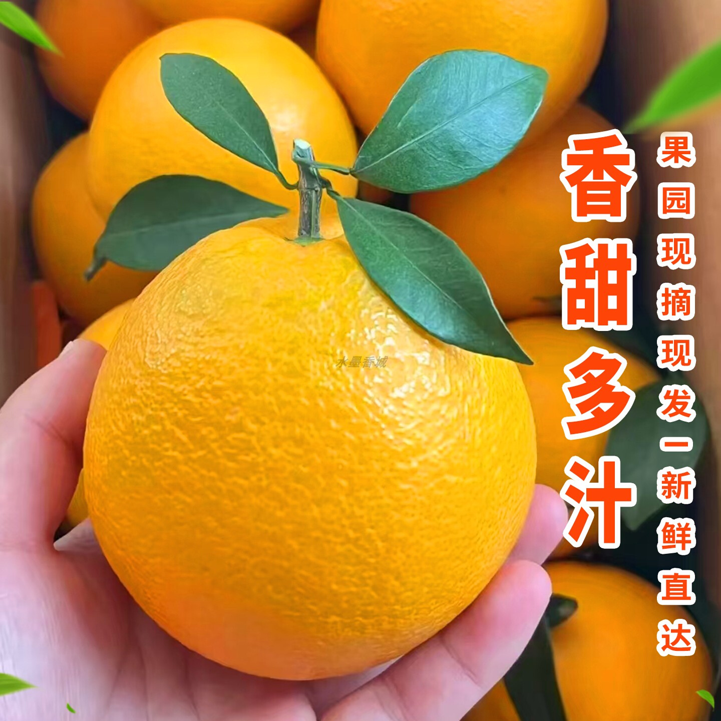 纽荷尔脐橙果园现采现发应季水果孕妇水果鲜甜多汁产地直发甜橙