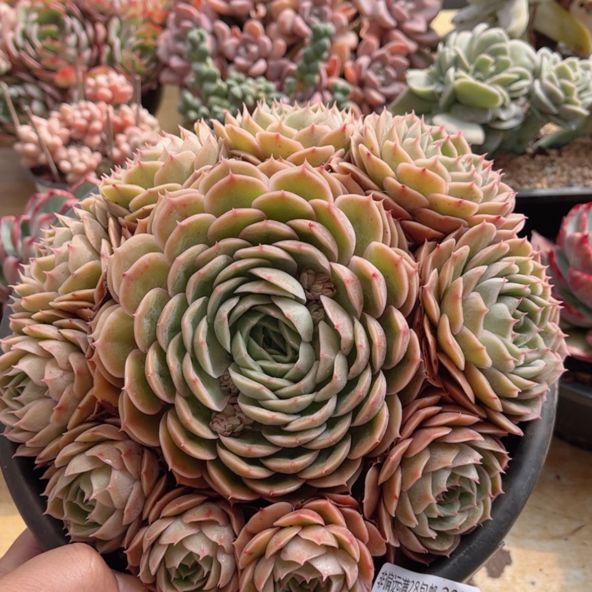 【闪购商品】2259昂斯诺