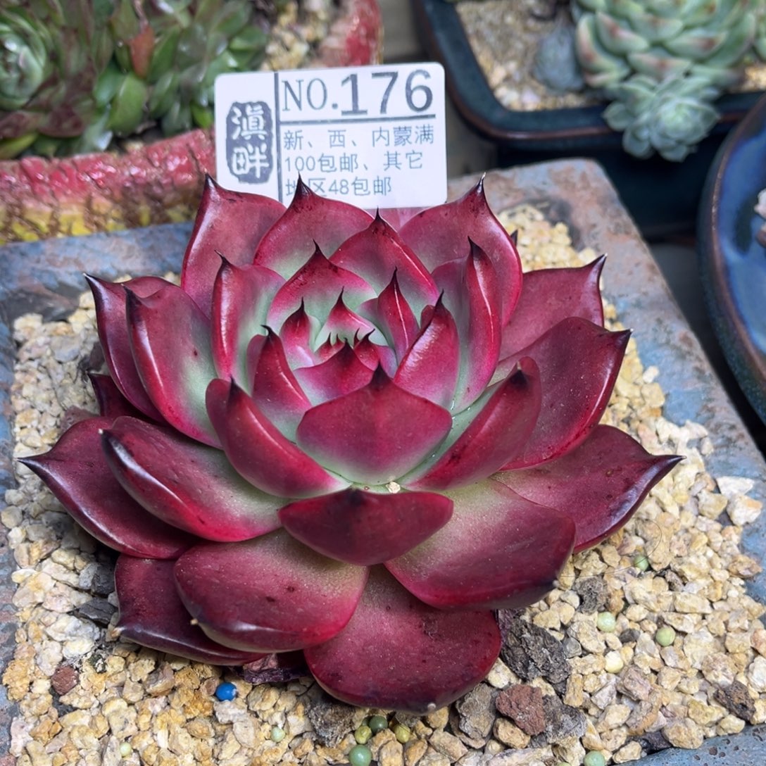 176……………………………………红钻