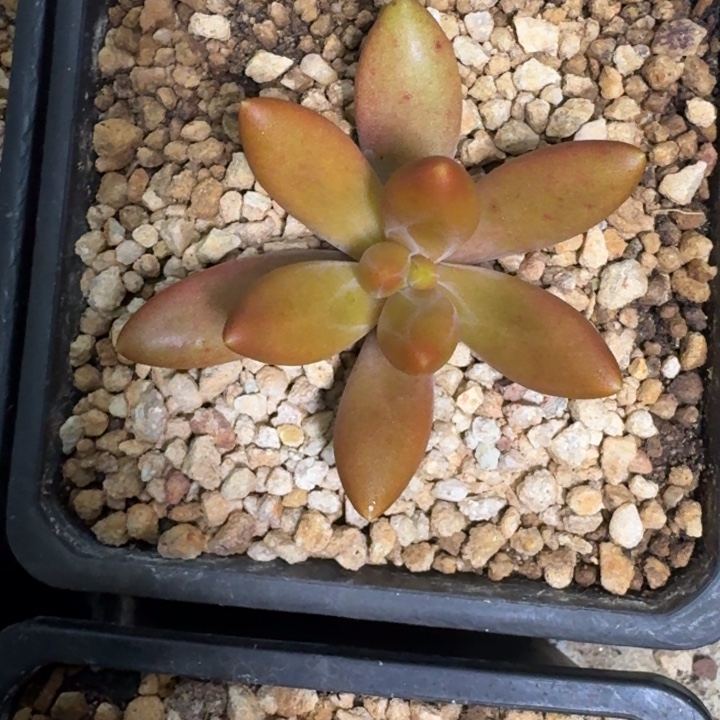 朵唯菲 薯条 单头 一物一拍