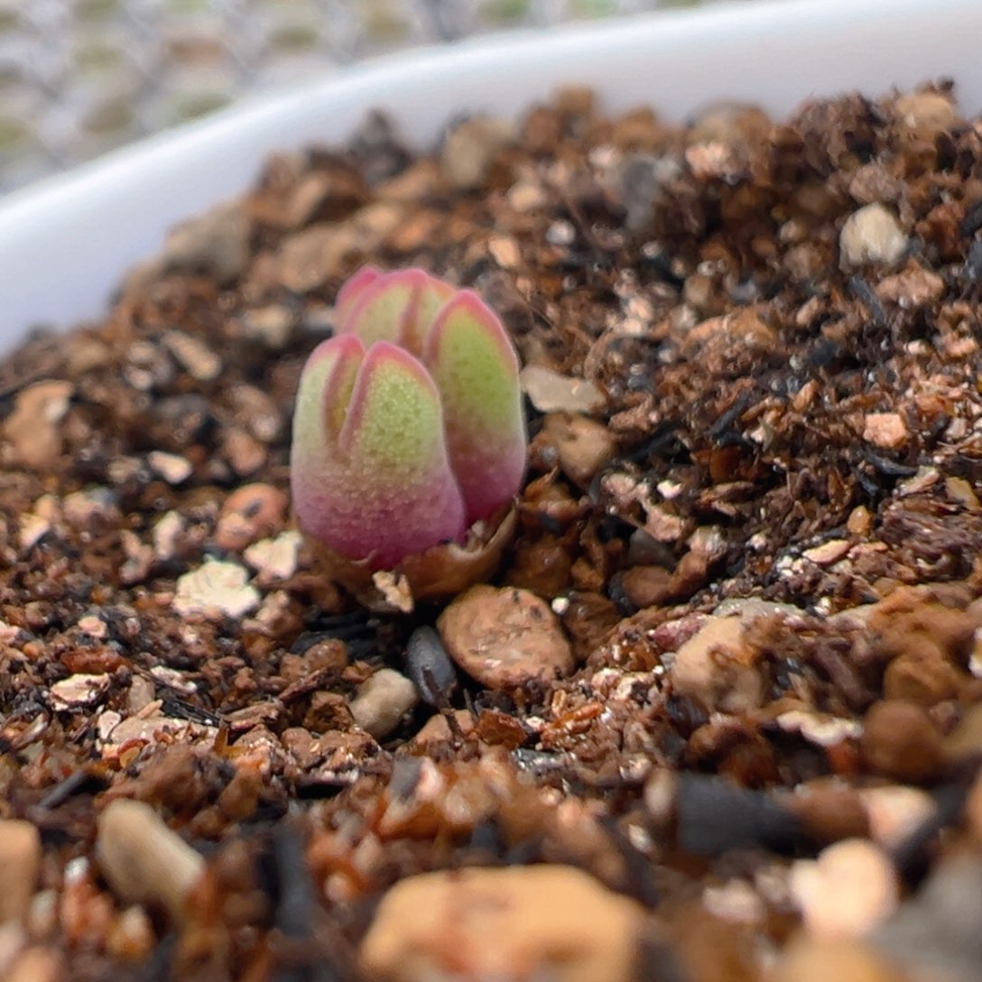 磷*漆35多肉植物百科知识