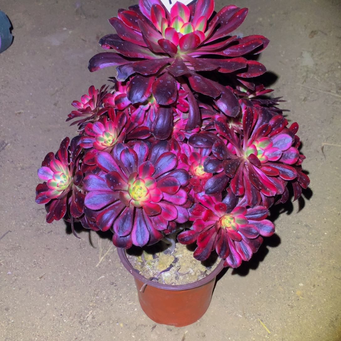 法师多肉植物774