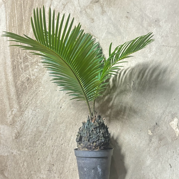 铁树苏铁室内绿植四季常青懒人绿植原盆原土