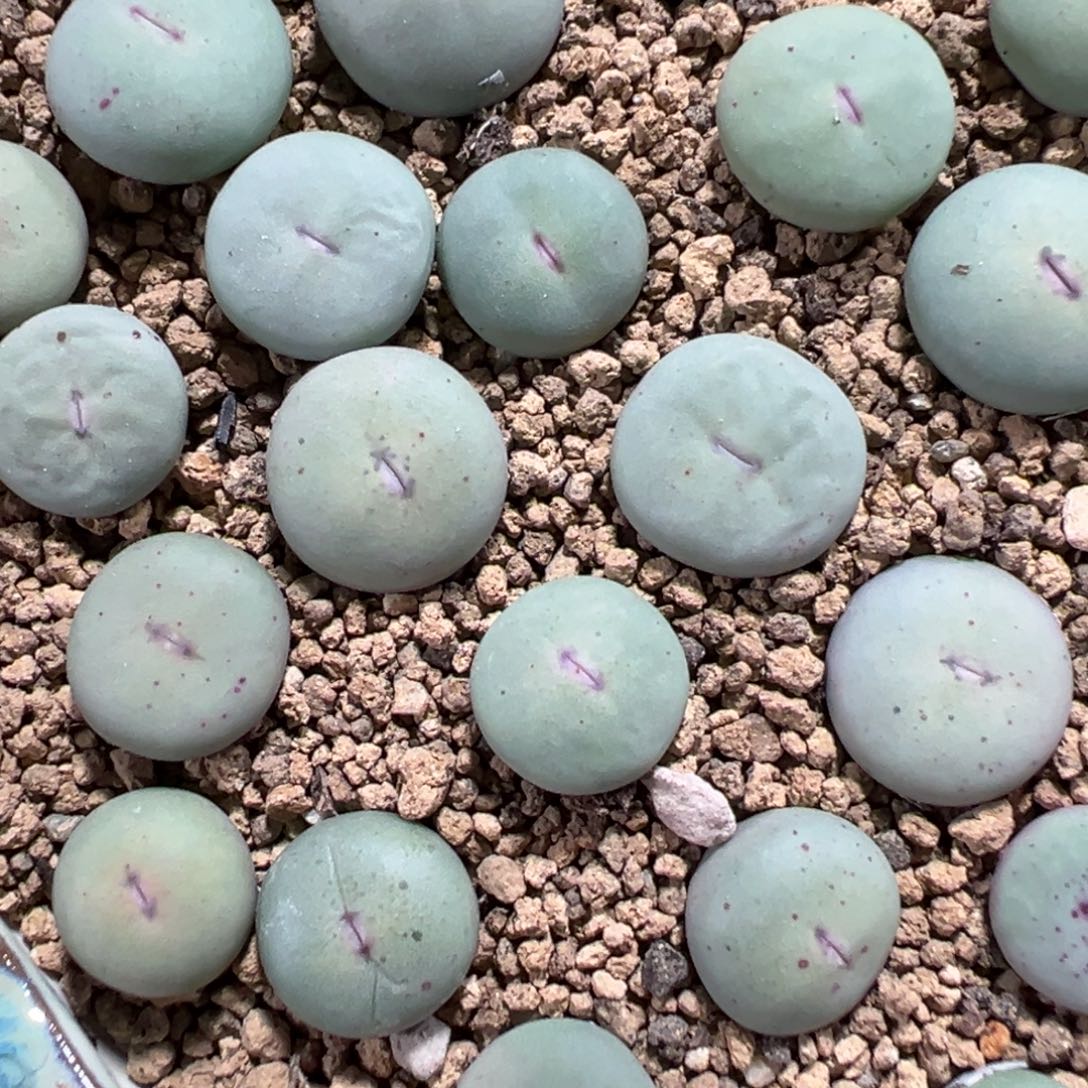 4-118量拍h1大型粉红嘴5颗