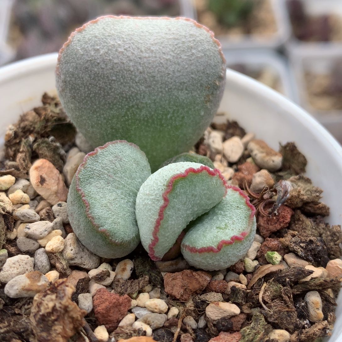 98号硬叶白蛋 多肉