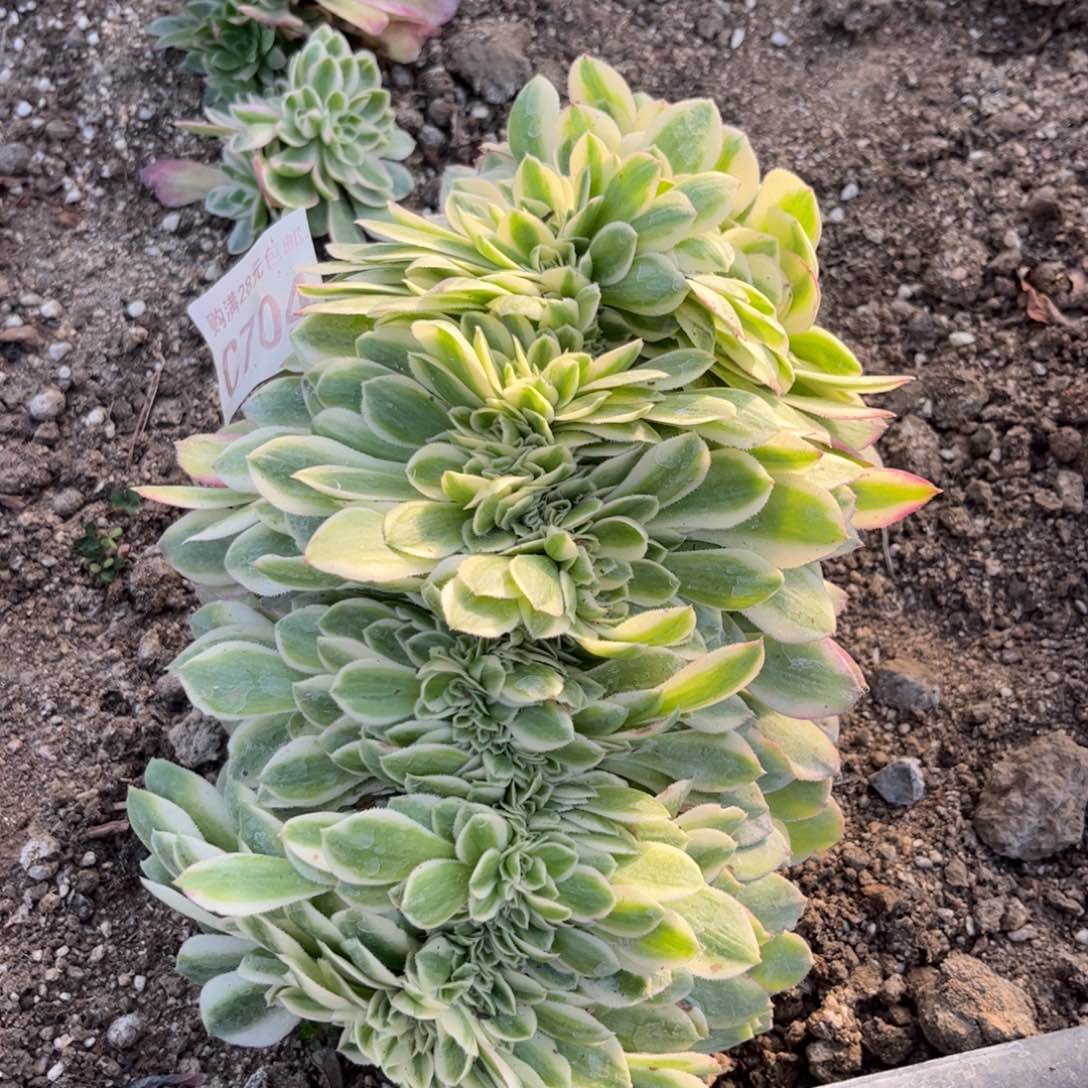 704多肉植物荔枝缀化