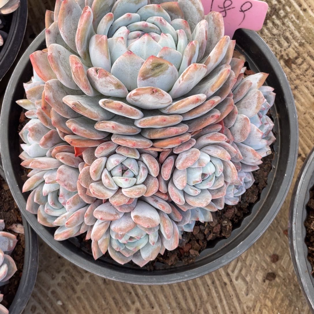 星影群生多头189号