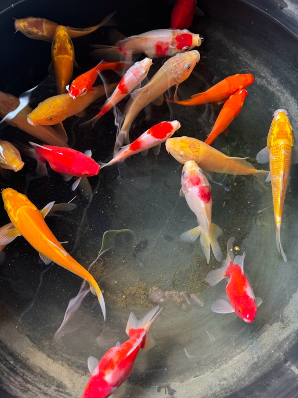 冷水鱼 锦鲤 玉晴 观赏鱼