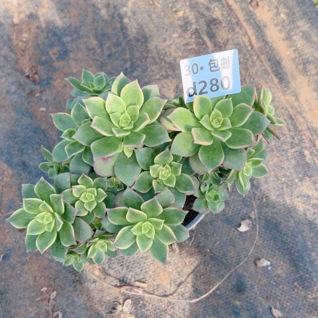 280艳日灰多肉法师