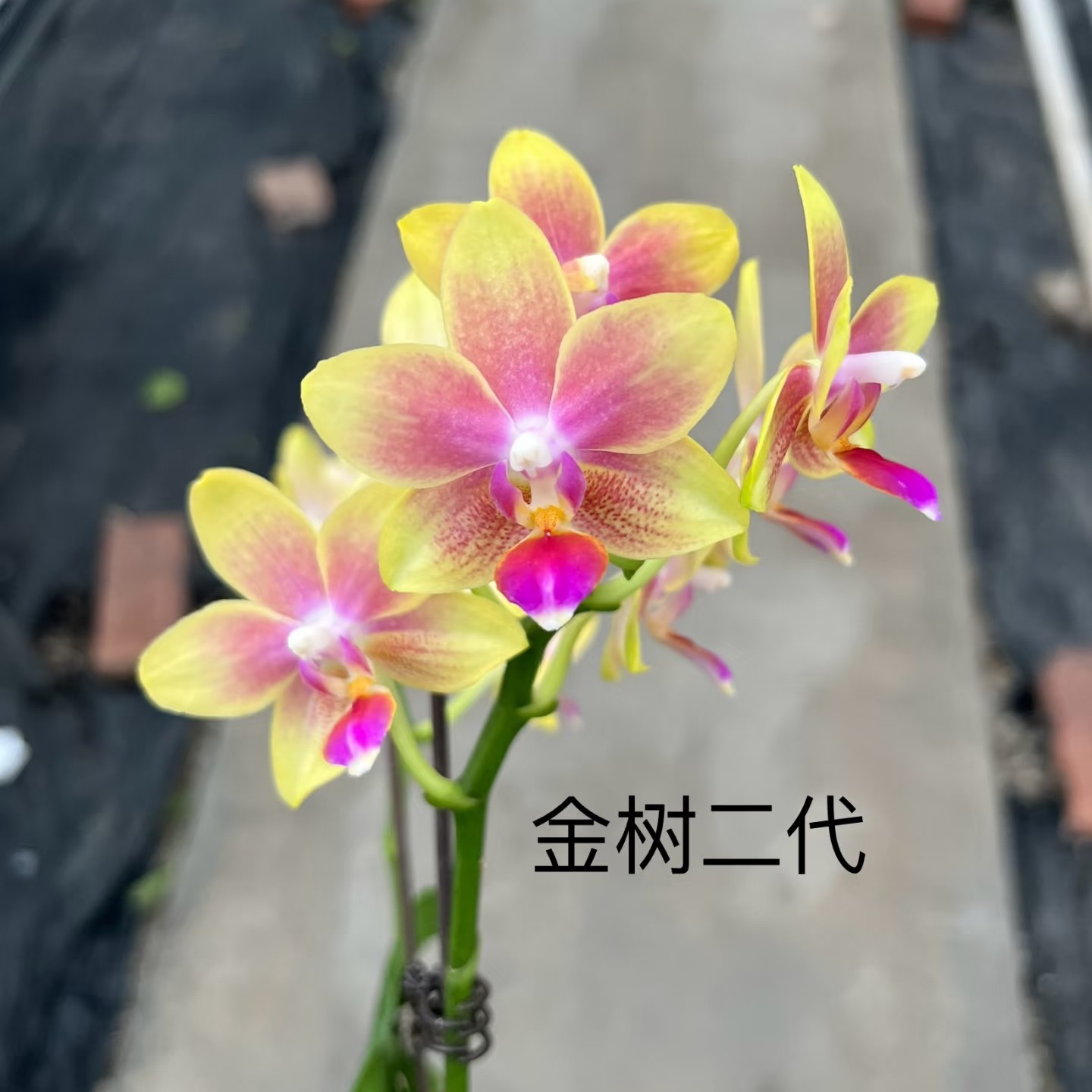 1.7寸杯不带花剑浓香型宝宝苗《金树二代》蝴蝶兰花苗