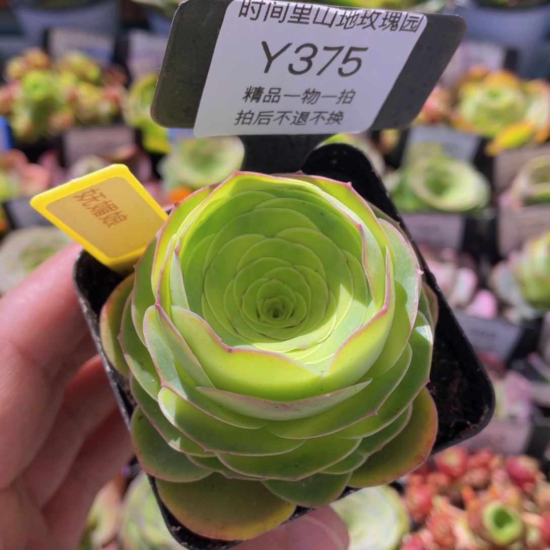 妩媚娘多肉福利375一物一拍