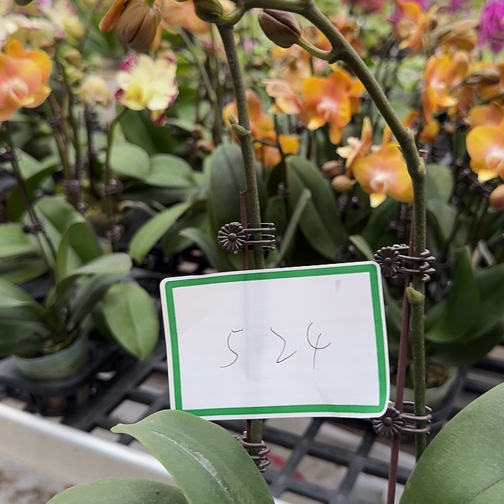 橘***~大部分开放少量花苞524