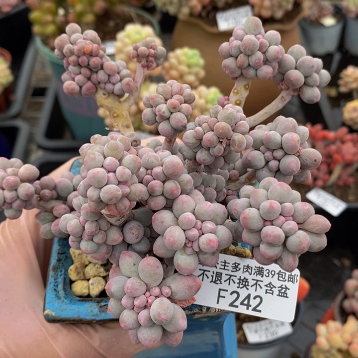 香水手指奶11cm242多肉植物