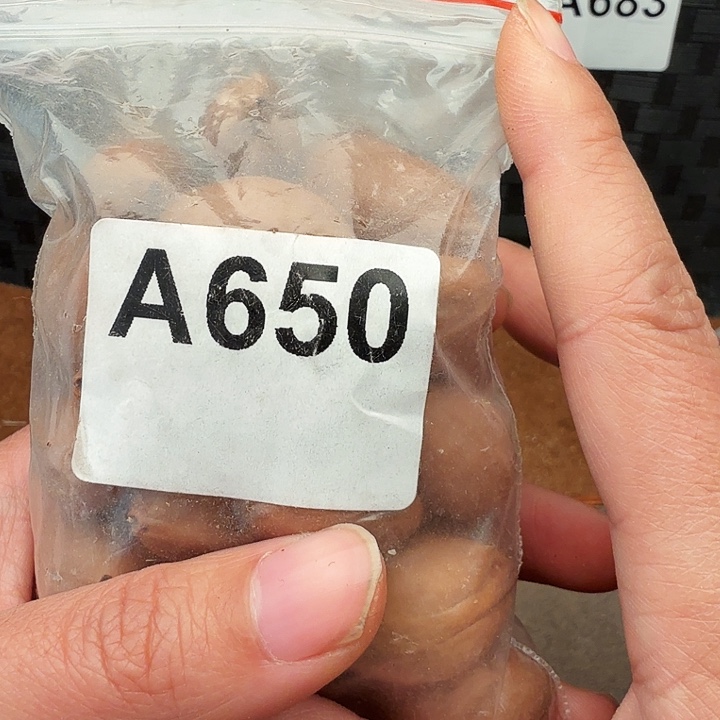 友***外手串/手链橄榄核橄榄