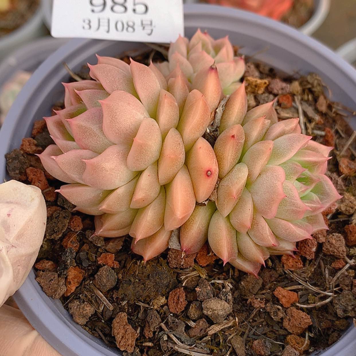 【闪购商品】云985