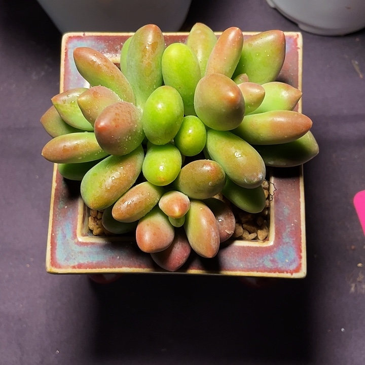 *****多肉植物芒果奶发货