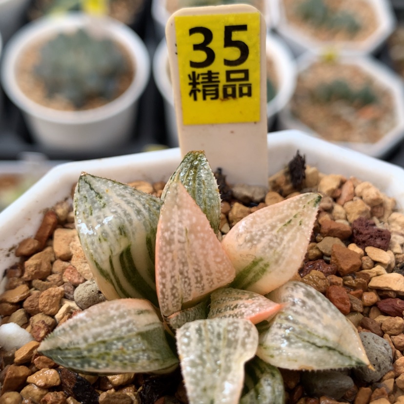 【闪购商品】35青蟹锦