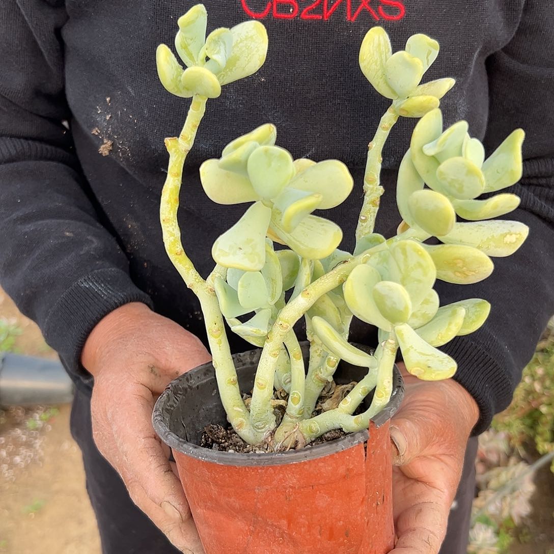 白衣舞父母植物中中央音乐学院