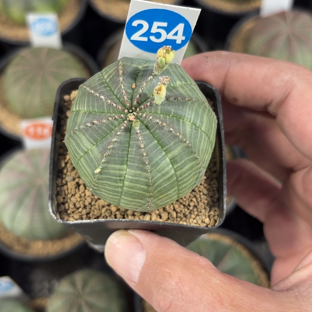 254欧版布纹球带盆带土