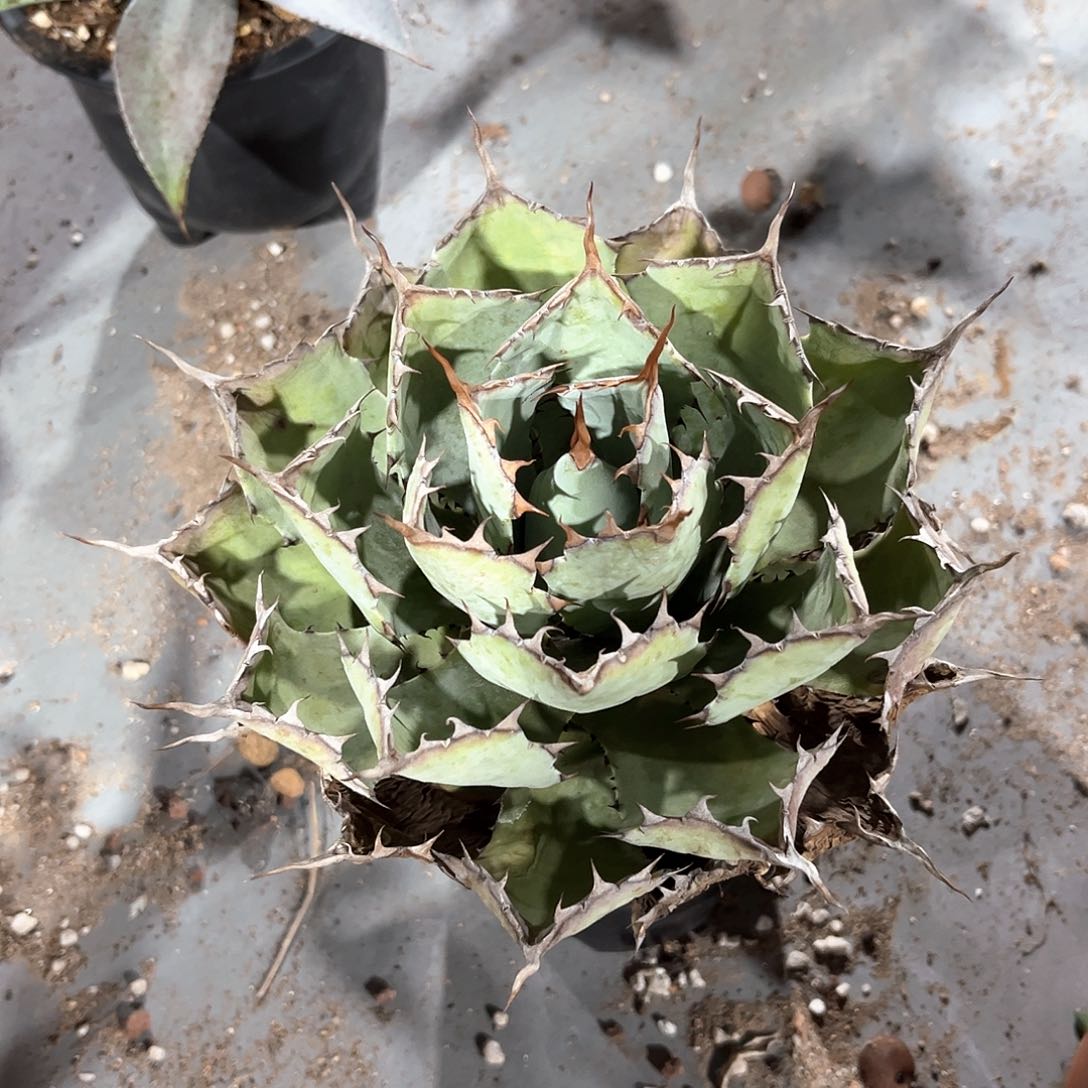 3***4龙舌兰吉祥冠15