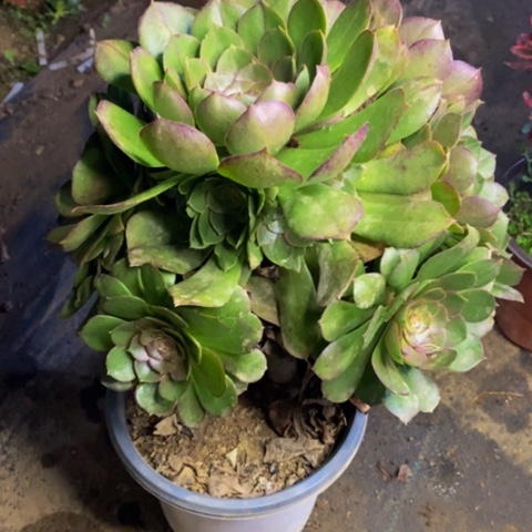 万圣节多肉植物2870