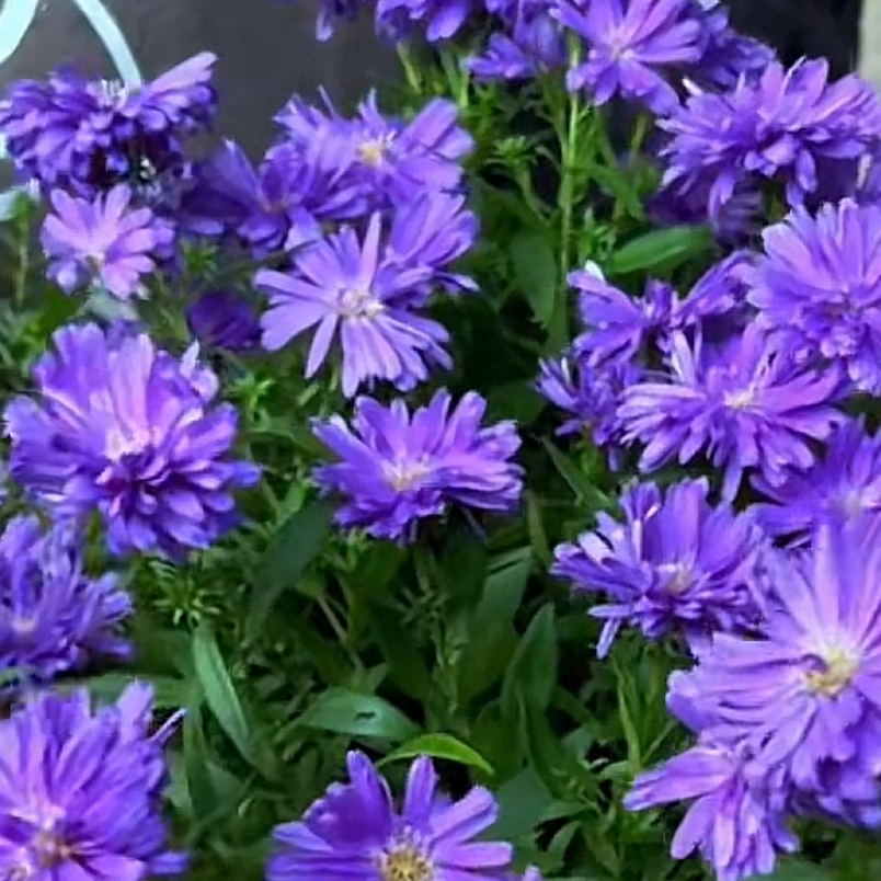 紫菀多年生开花耐寒耐热盆栽粉红蓝白多色紫苑千头荷兰菊花苗春季