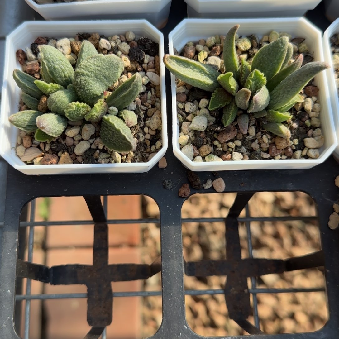 绿皮多肉量拍链接