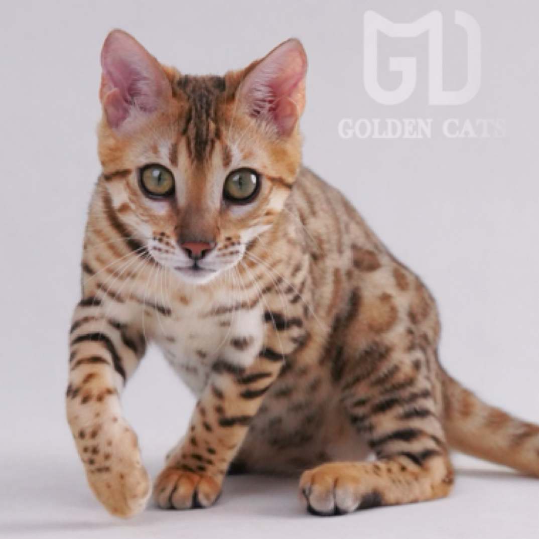 野玫瑰盛开在高原之上待破级发育的花骨朵儿 扎娜