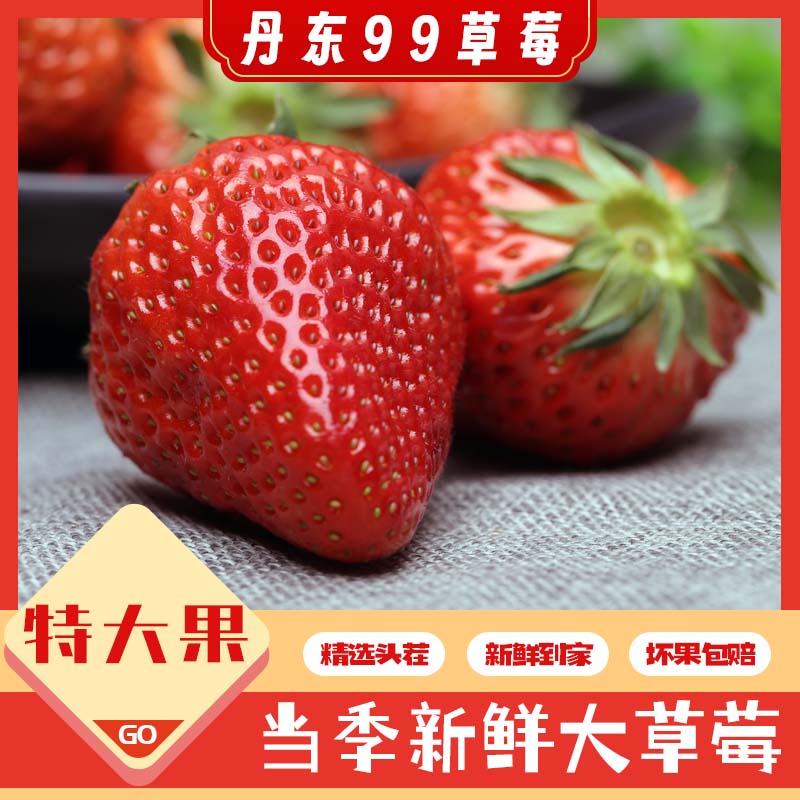 【赏味期】丹东九九草莓（特大果）（辽宁省内发货）