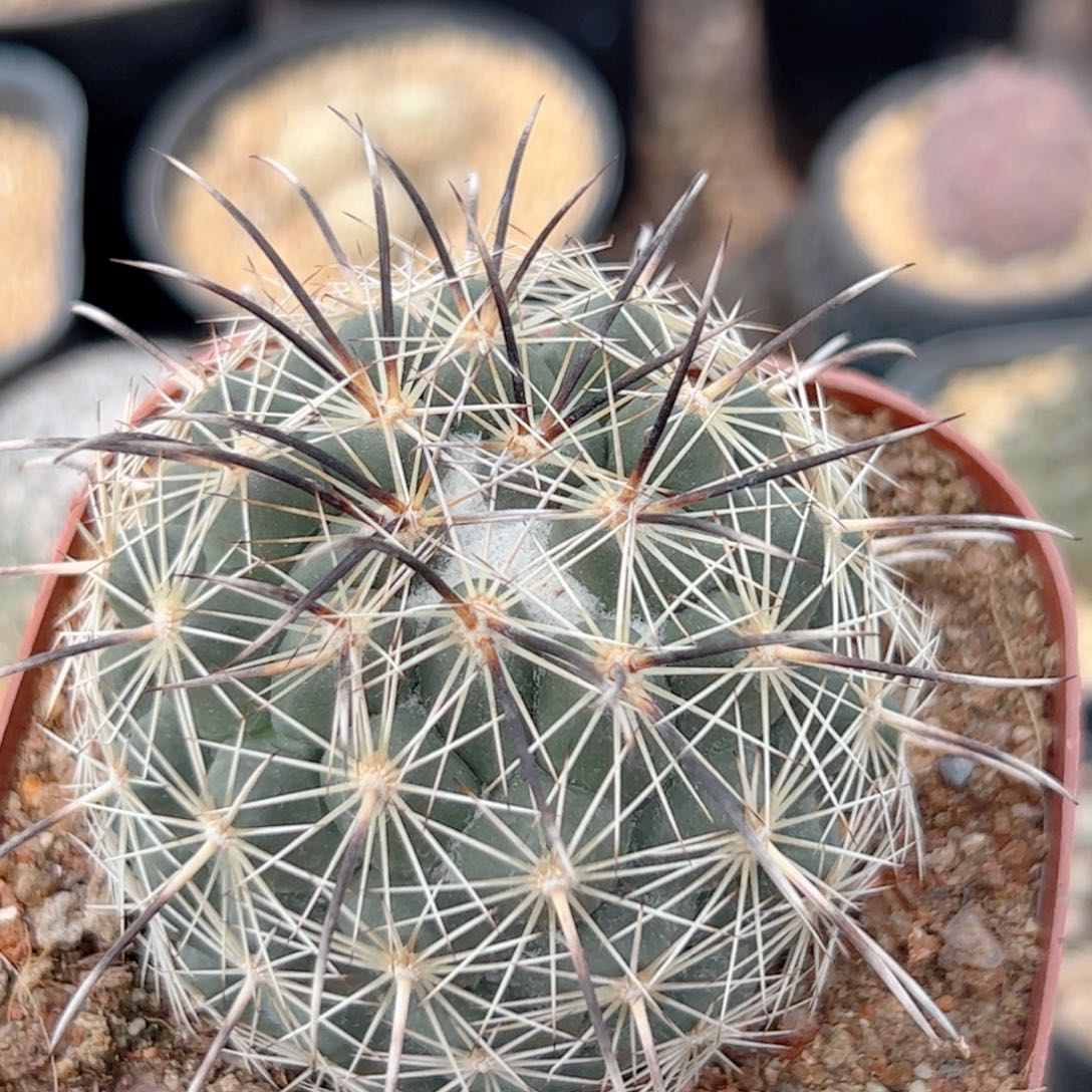 凤舞仙人球 自根