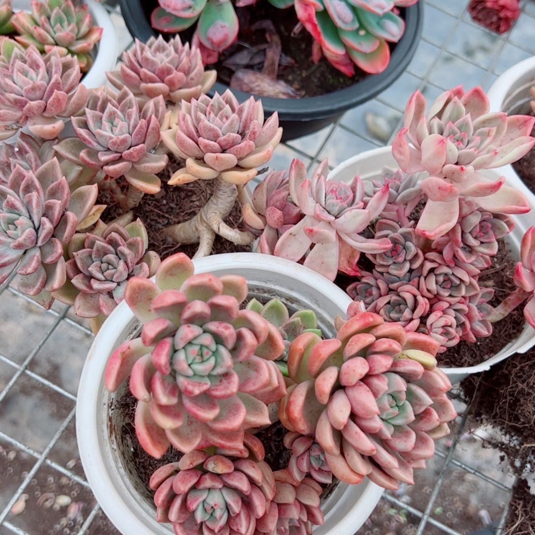 绚丽璀璨三盆多头群生老桩